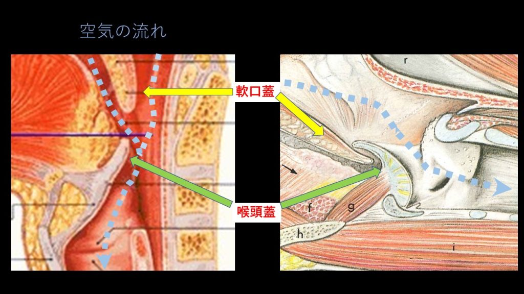 軟口蓋背方変位 Ddsp １ 馬好きさんのライト獣医学