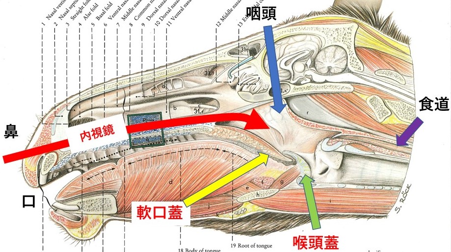 軟口蓋がんの生存率はどれくらいですか?